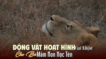 Động Vật Hoạt Hình Vui Nhộn Cho Bé Mầm Non Học Tên